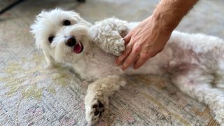 Wondering why dogs love belly rubs? Us too, so we asked an expert. 