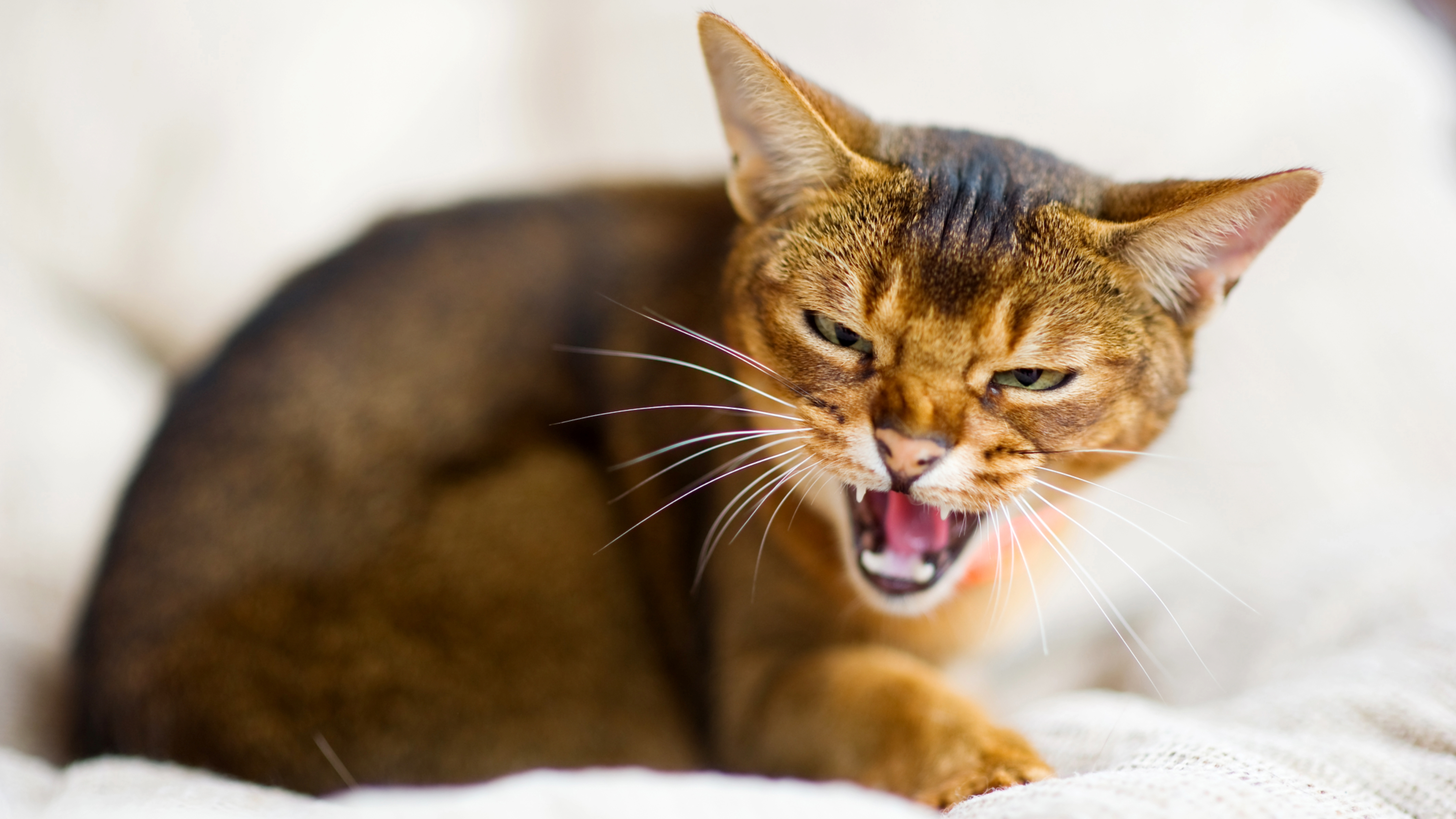 10 signs of an aggressive cat