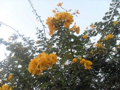 Yellow Flowering Cascalote Tree