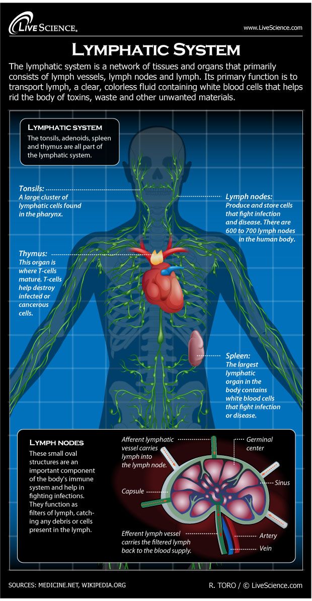 Diagram Of The Human Lymphatic System Infographic Live Science