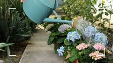 picture of blue watering can watering hydrangea bush