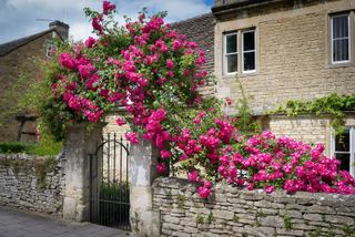 front garden wall ideas: stone wall and arch covered in a pink climbing rose