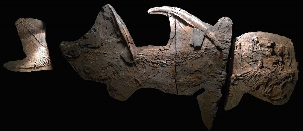 An ancient shark found in New Mexico