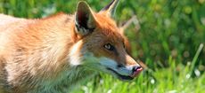 Fox licking his lips. Picture: pixabay.com via pexels.com