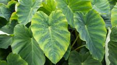 how to care for elephant ears or colocasia
