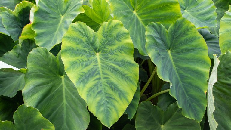 how to care for elephant ears or colocasia