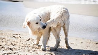 a dog on a beach biting its tail