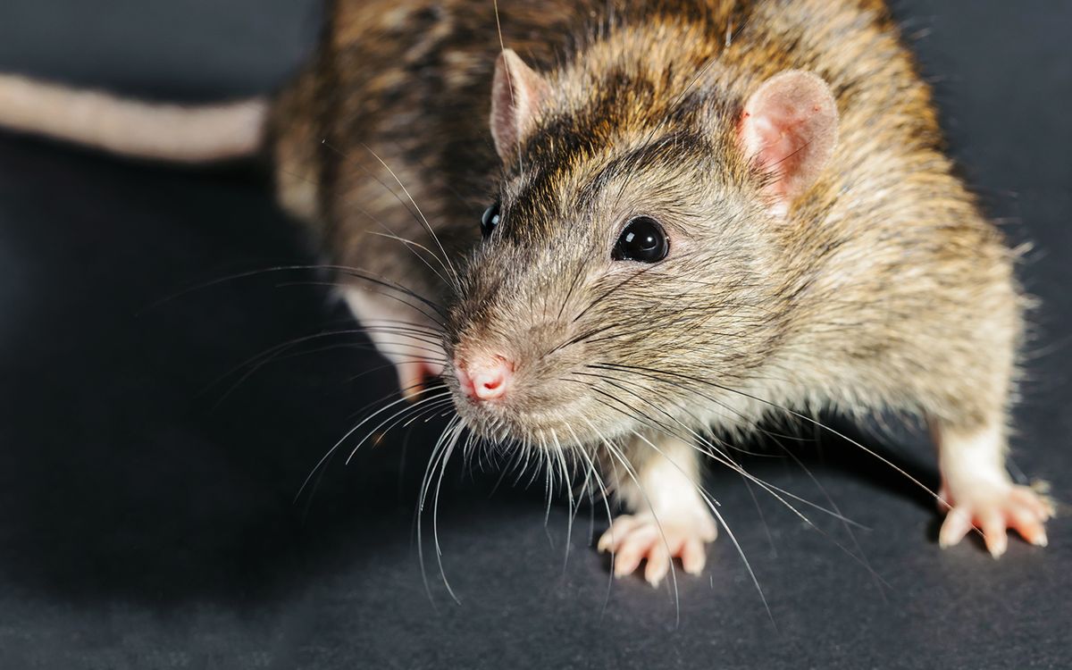 Rats Laugh, but Not Like Humans