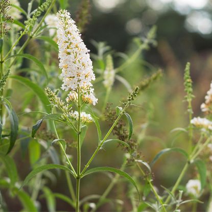 White flowering buddleia shrub
