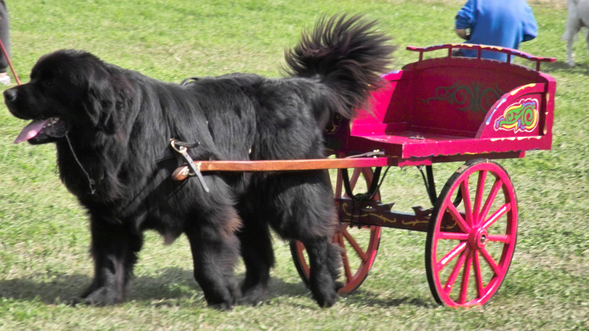 Newfoundland dog pulling cart
