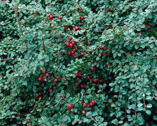 Cotoneaster 'Streibs Findling'