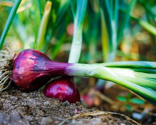 onions growing