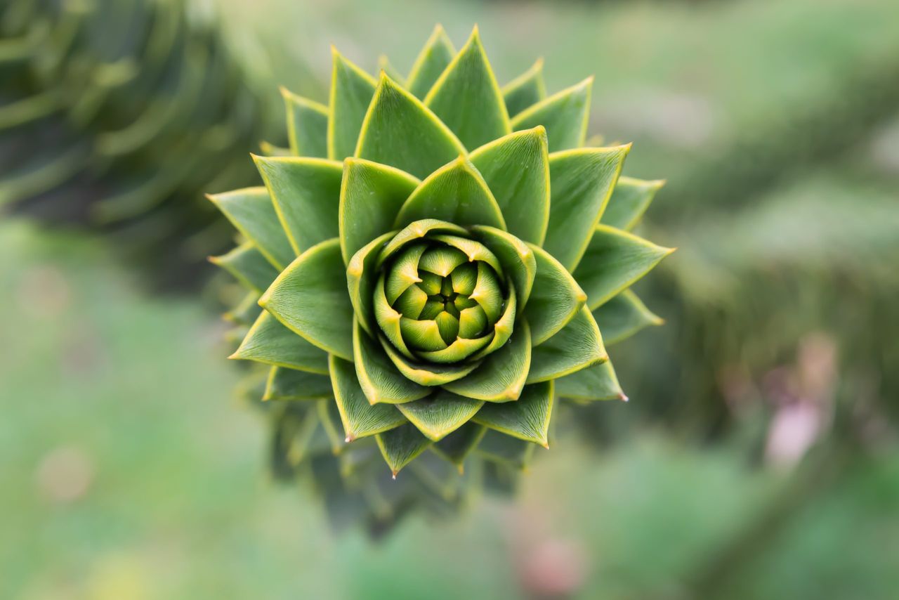 Monkey puzzle tree (Araucaria araucana).