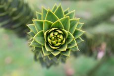 Monkey puzzle tree (Araucaria araucana).