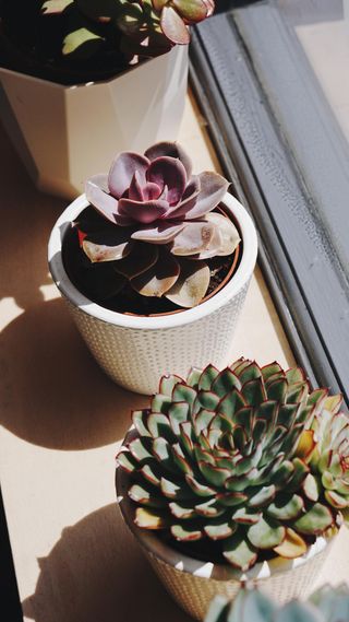 Succulents in pots