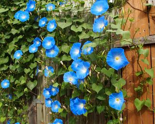 morning glory Heavenly Blue in flower against a garden fence