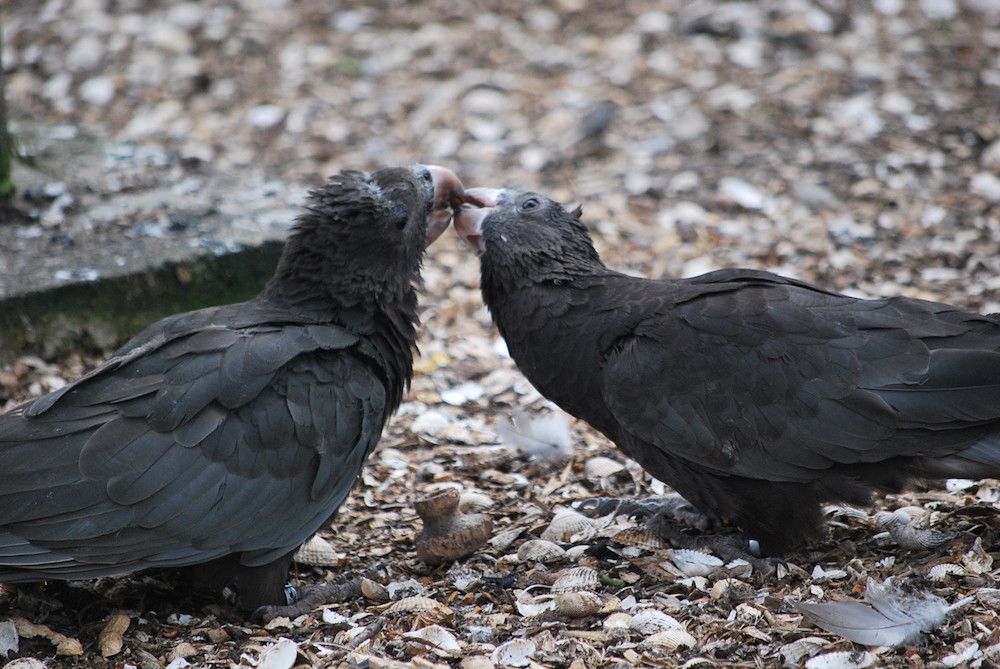 Greater Vasa Parrots