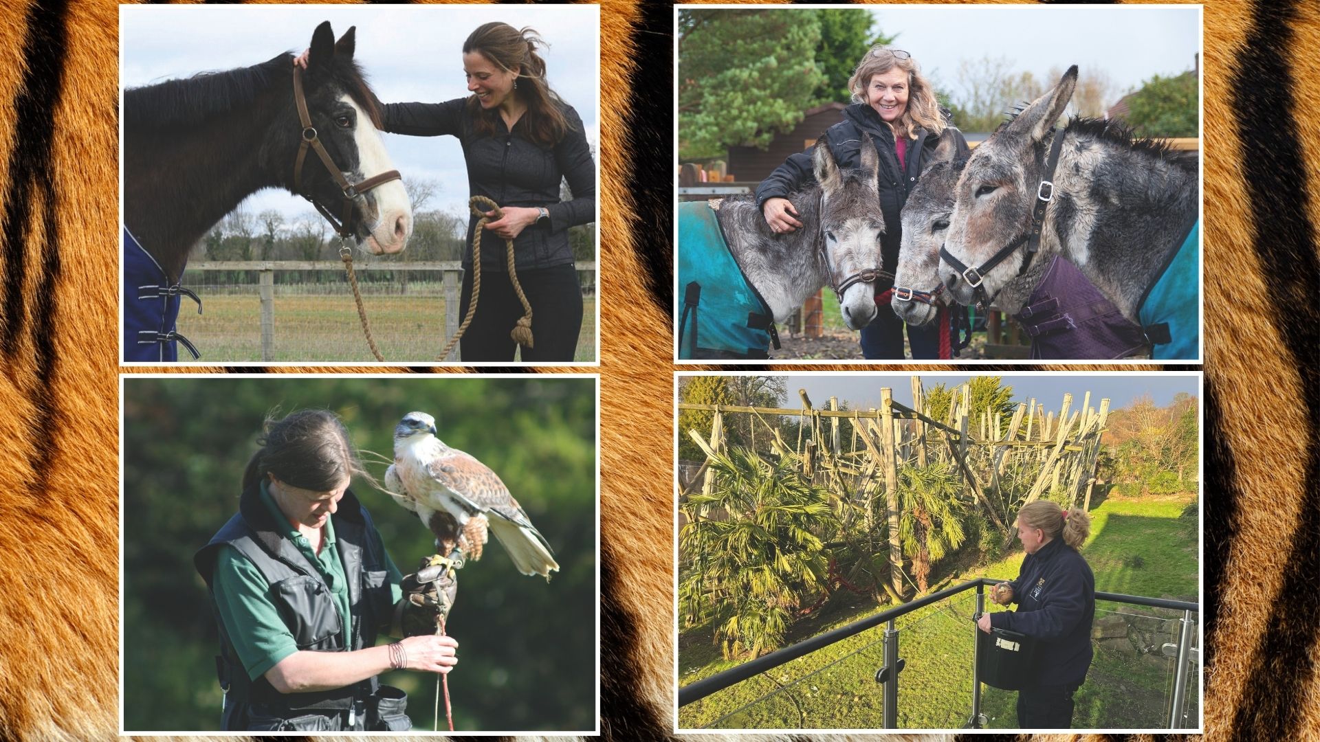 Jill Clark, Luce Green, Loes Koorenhof and Roslin Talbot with animals
