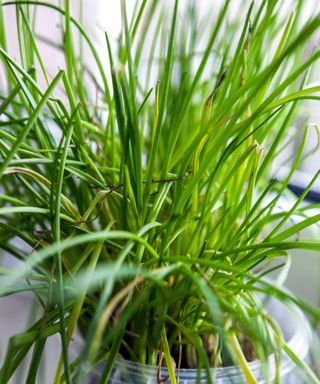 chives growing in sunny window sill planted in large container
