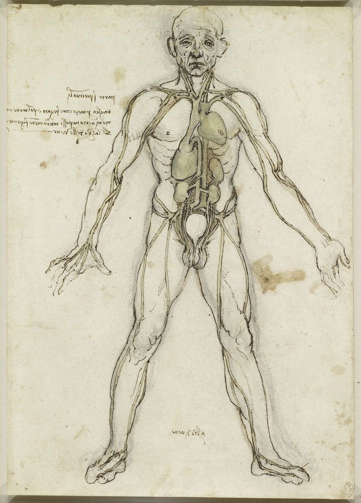 Anatomy Meets Art Da Vinci S Drawings Royal Collection Live Science
