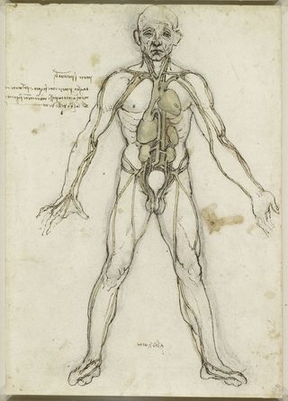 Leonardo da vinci drawing of a man's organs.