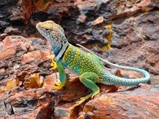 Collared Lizards