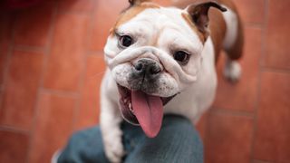 Bulldog greeting human