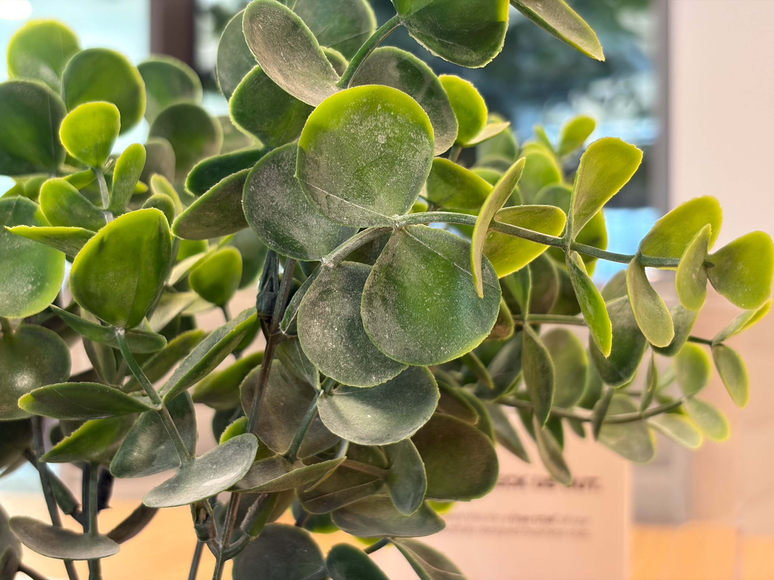Camera sample captured on the iPhone Air