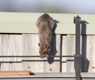 Rat in yard