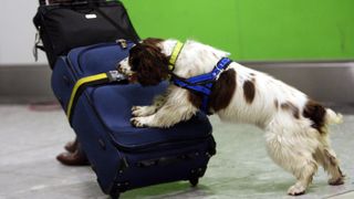 English springer spaniel working as sniffer dog at border control