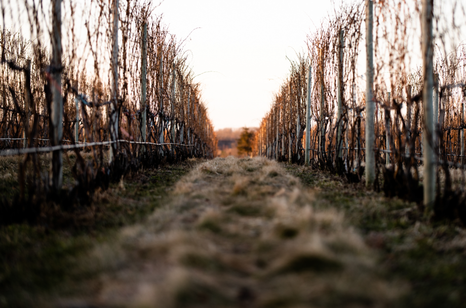 Modales Wines' vineyard in Michigan