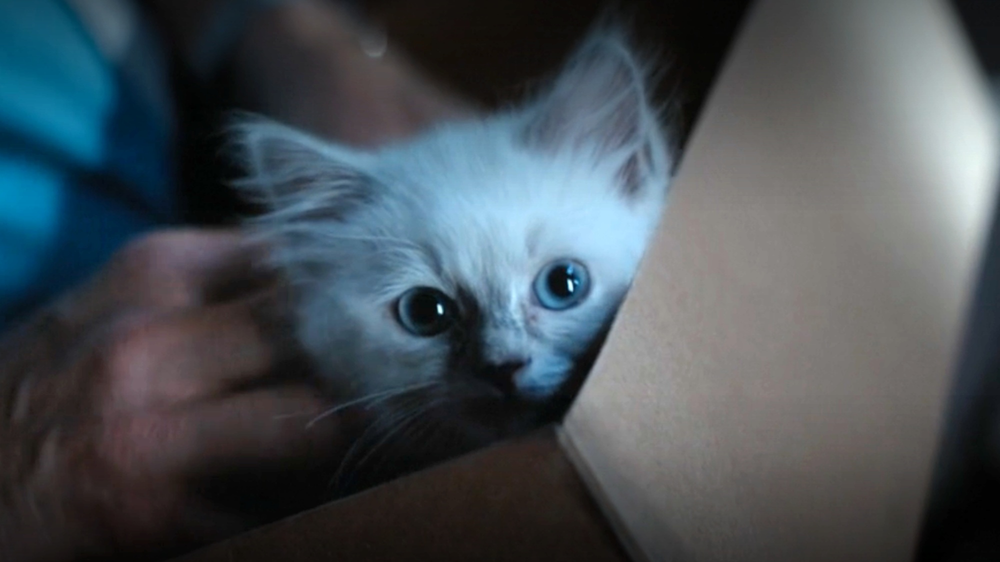 A screenshot of Pancake the fluffy white kitten in a cardboard box in Reacher Season 4.