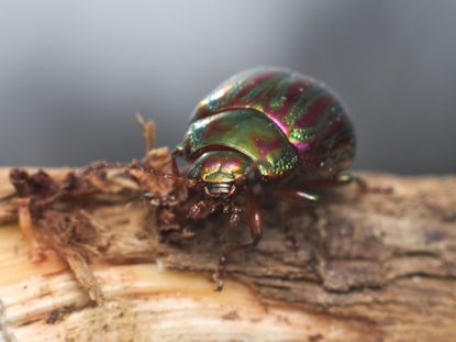 Metallic Colored Rosemary Beetle
