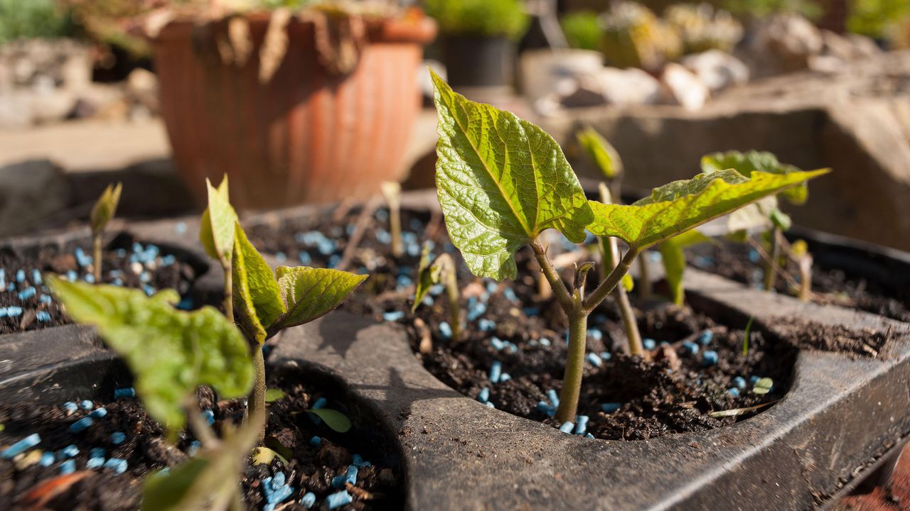 blue slug pellets dispersed around plants