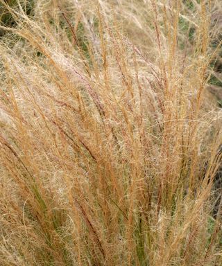 Mexican Feather Grass or Texas Needle Grass, Stipa tenuissima