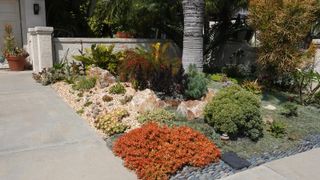 gravel garden with drought tolerant plants