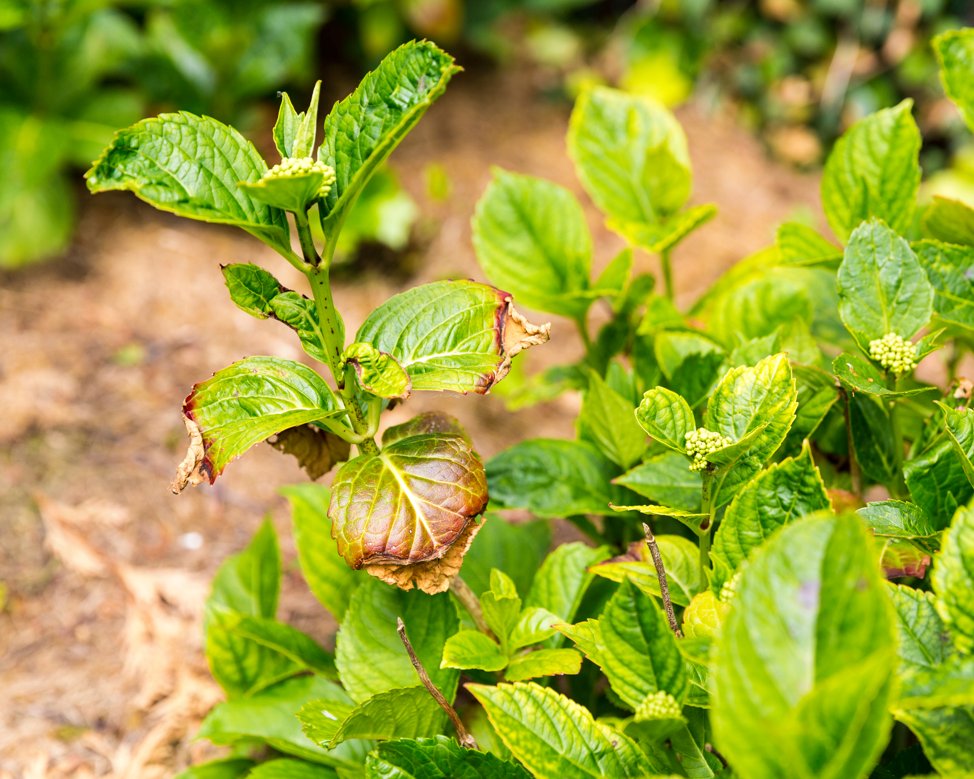 Cercospora disease on hydrangea