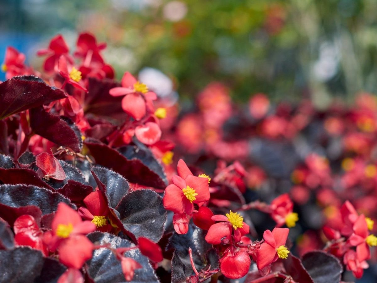 Dramatic Dark Leaf Begonia Varieties Gardening Know How