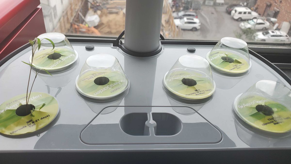 plants growing in AeroGarden Harvest