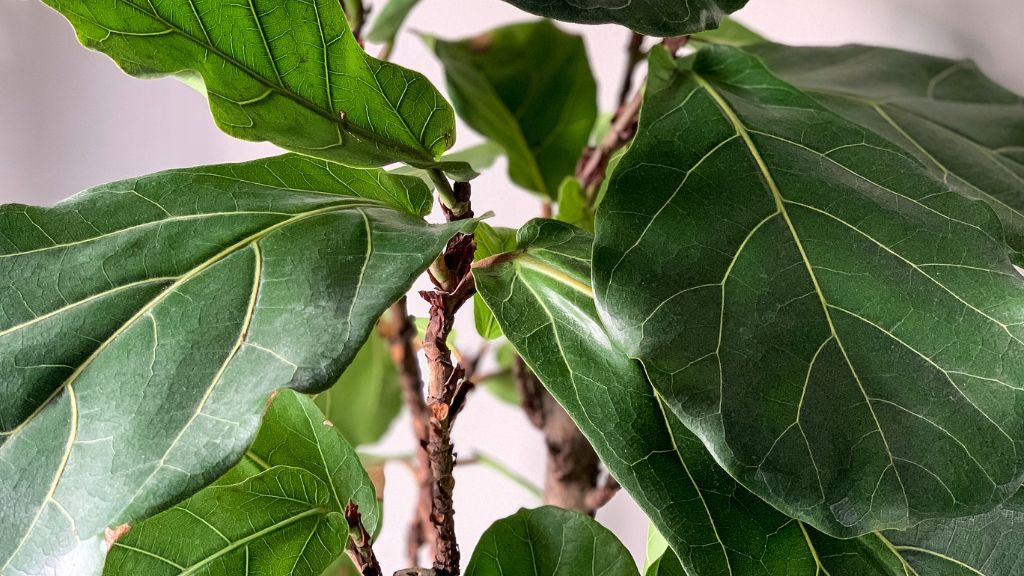 close up of a ficus plant