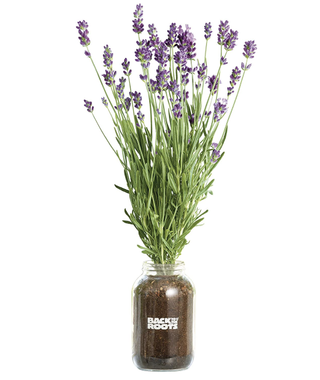 lavender plant kit