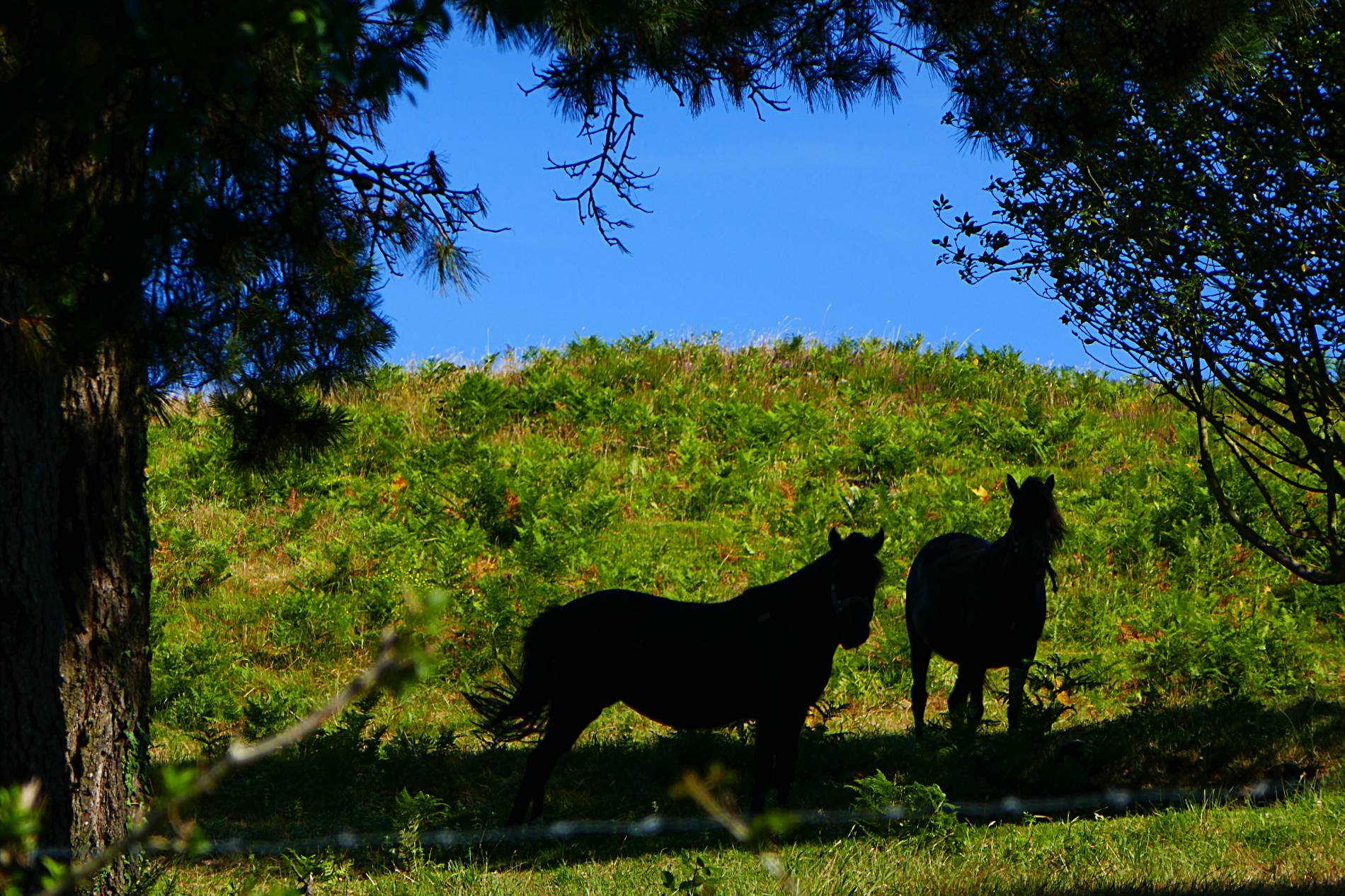 GuruShots - Nature March 2026