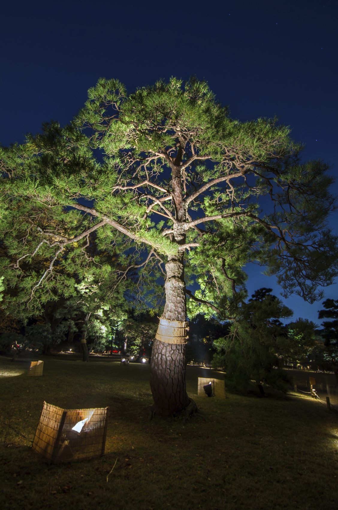 Silhouette Lighting Shining On Large Tree