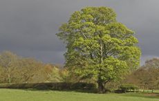seasonal pasture myopathy