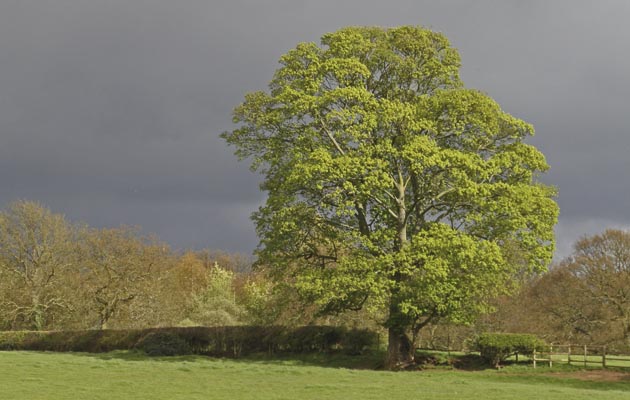 seasonal pasture myopathy