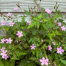 Herb Robert - Geranium robertianum - DigiPub - GettyImages-1398123490