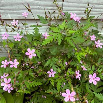 Herb Robert - Geranium robertianum - DigiPub - GettyImages-1398123490