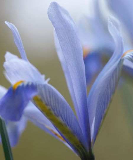 pale blue flower of Iris reticulata 'Cantab'