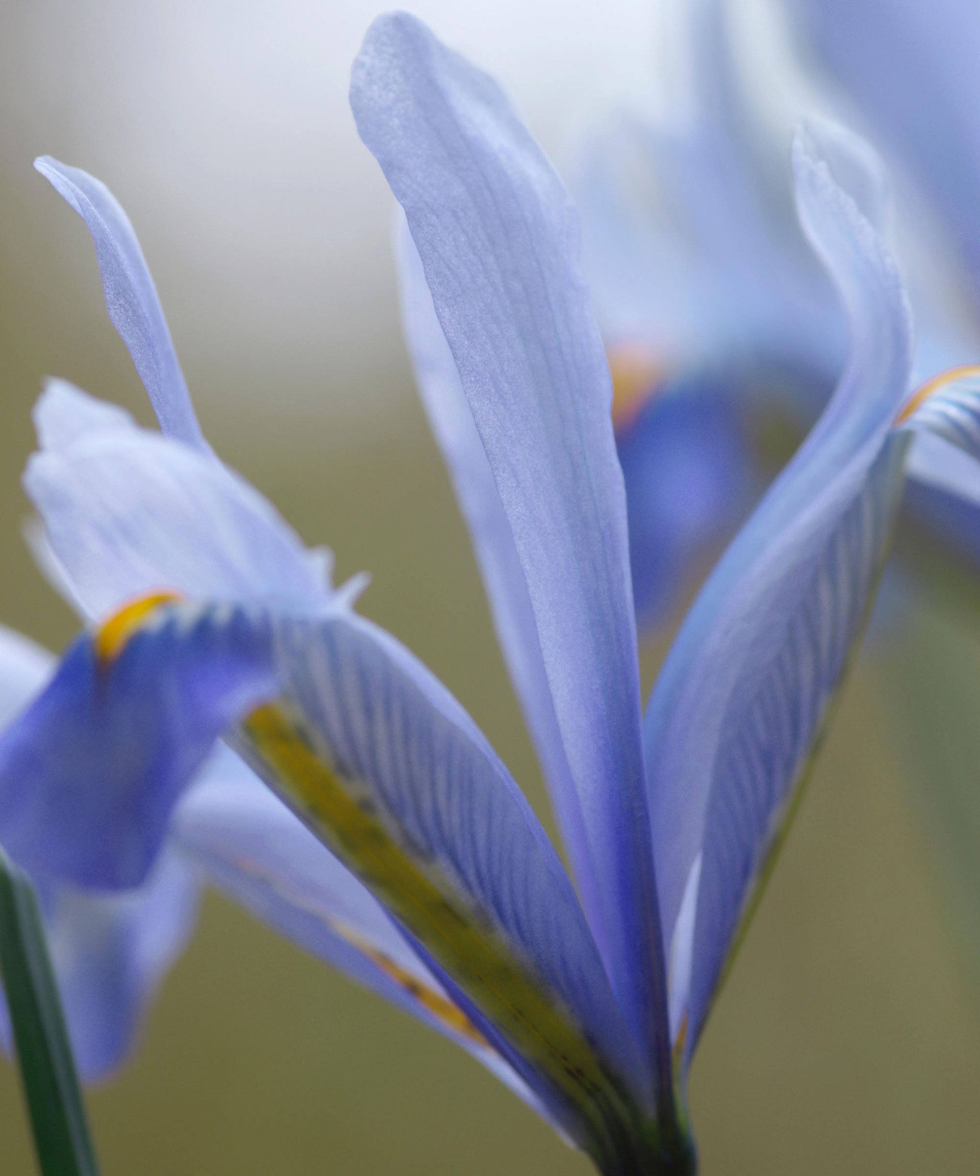 pale blue flower of Iris reticulata 'Cantab'
