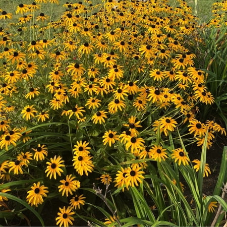 Proven Winners 6&amp;quot; Yellow 'treasure Trove' Black-Eyed Susan Live Plant in 6.5&amp;quot; Pot
